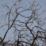 Locuste nella fase di sciame - foto presa da Pixabay